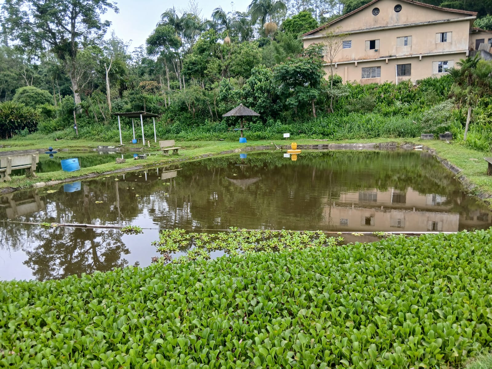 Lagos de tilápias do Pesqueiro Pouso Alegre — foto 2